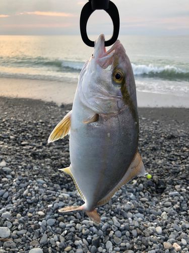 ショゴの釣果