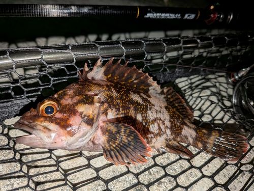 タケノコメバルの釣果