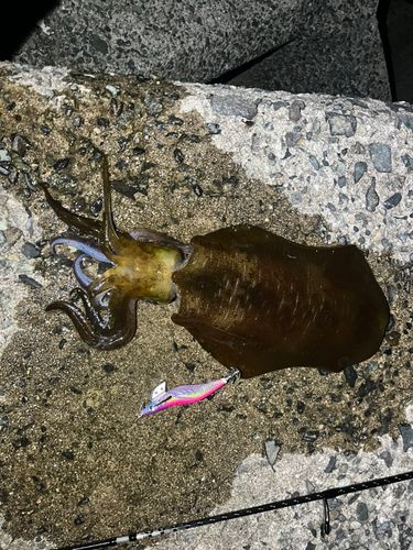 アオリイカの釣果