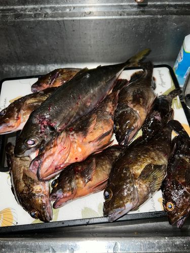 釣果