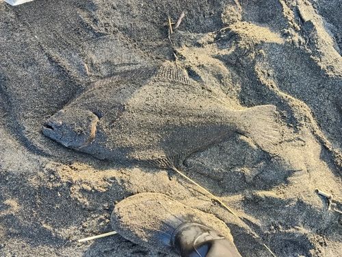 ヒラメの釣果