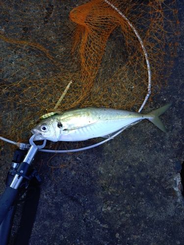 マアジの釣果