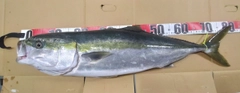 ブリの釣果