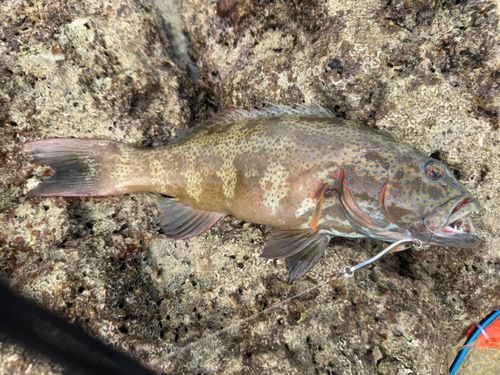アカジンミーバイの釣果