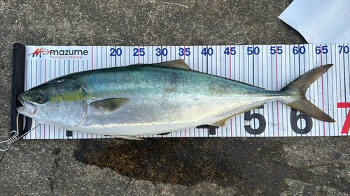 ワラサの釣果