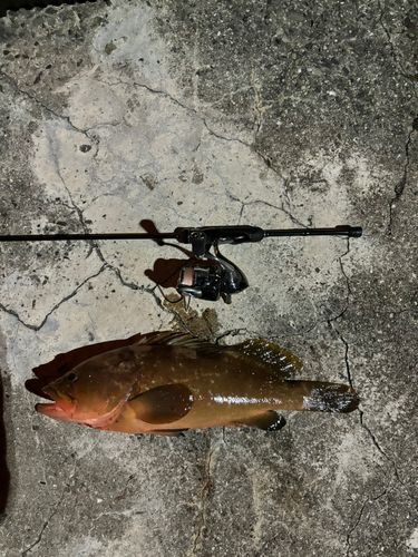 アコウの釣果
