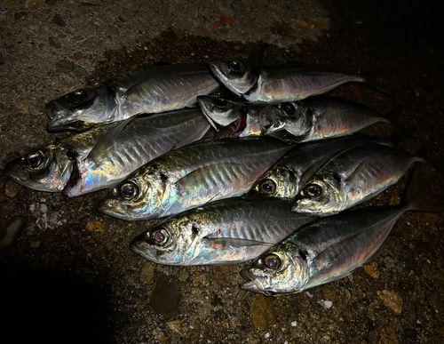 アジの釣果