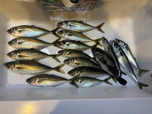 アジの釣果