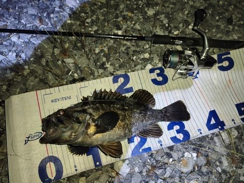 クロソイの釣果