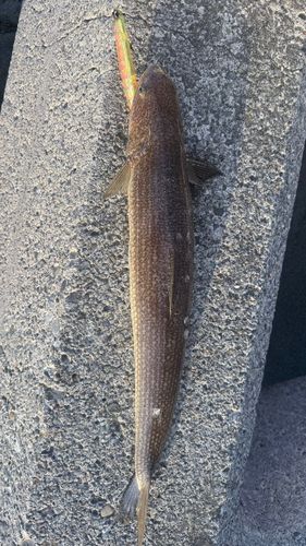 エソの釣果