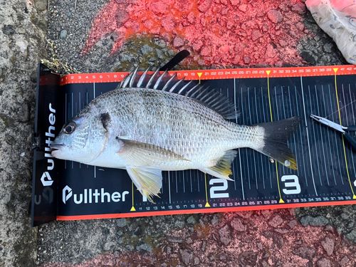 キビレの釣果