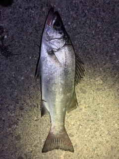 セイゴ（ヒラスズキ）の釣果