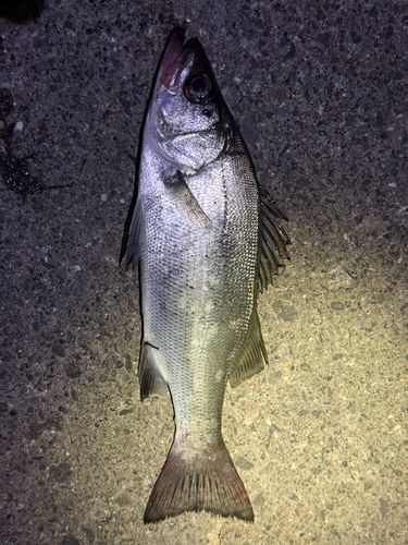 セイゴ（ヒラスズキ）の釣果