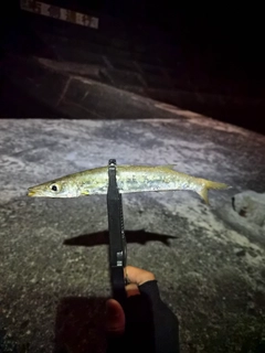 カマスの釣果