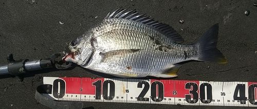 キビレの釣果