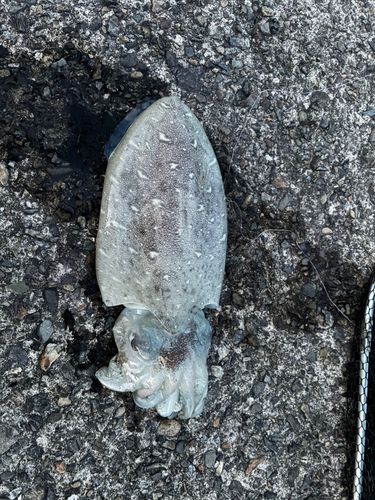 コウイカの釣果