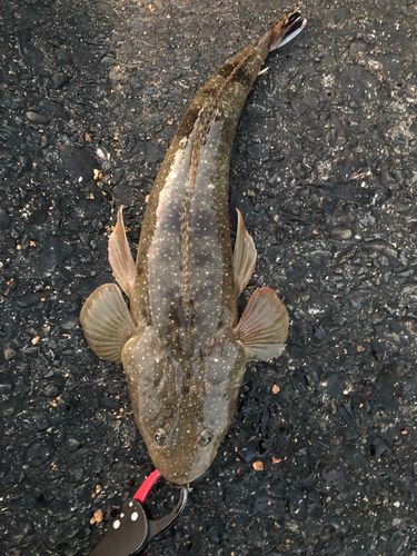 マゴチの釣果