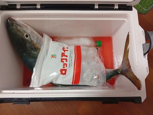 ハマチの釣果