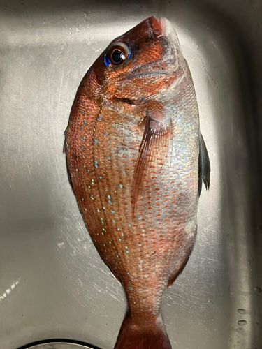 マダイの釣果