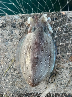 ソゲの釣果