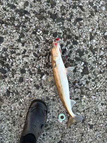 エソの釣果