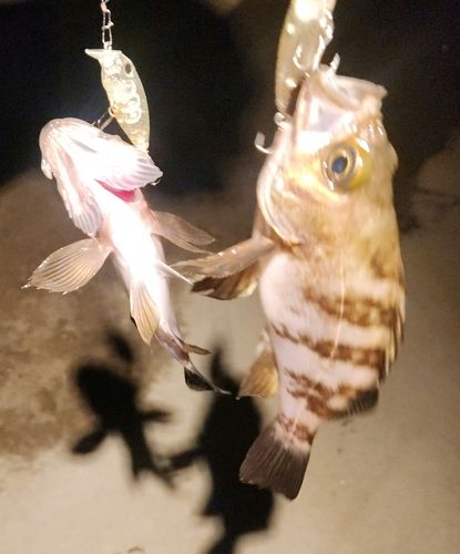 メバルの釣果