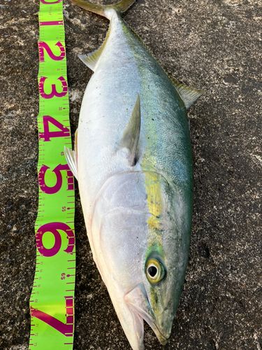 ワラサの釣果
