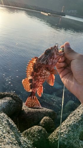 アラカブの釣果