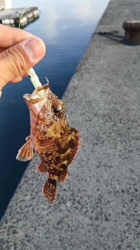 アラカブの釣果