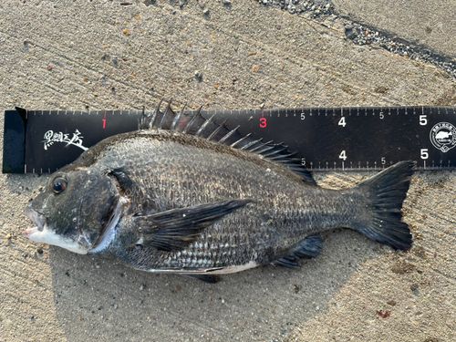 チヌの釣果