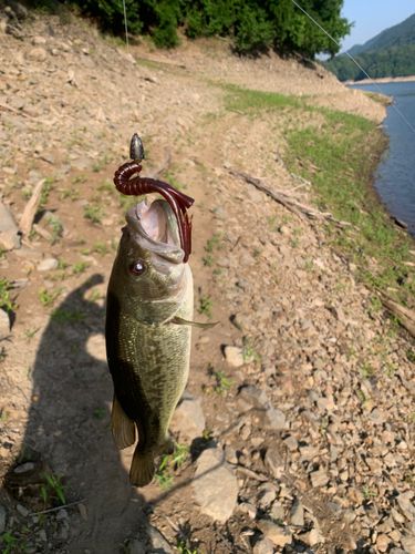 ブラックバスの釣果