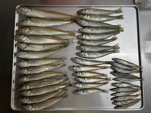 シロギスの釣果