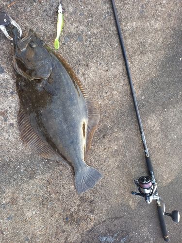 ヒラメの釣果