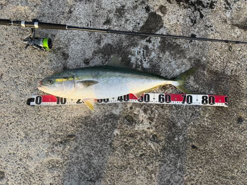 ワラサの釣果