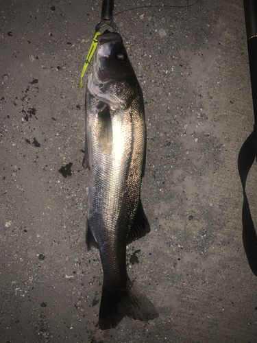 シーバスの釣果