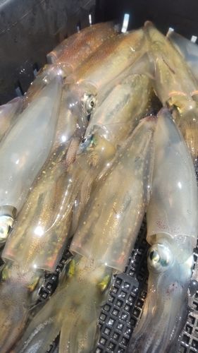 マルイカの釣果