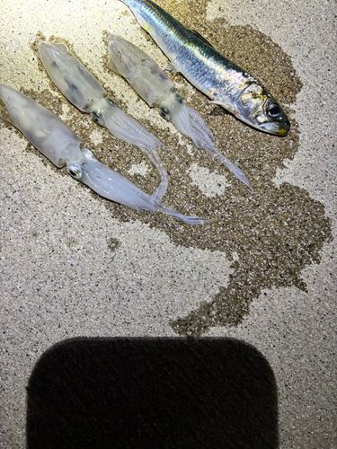 イカの釣果