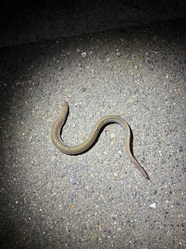 ウナギの釣果