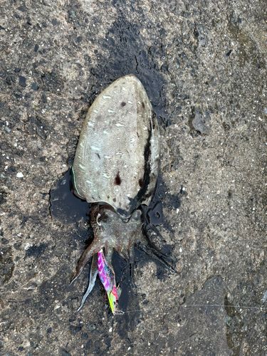 モンゴウイカの釣果