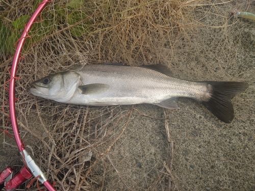 スズキの釣果