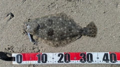 ヒラメの釣果