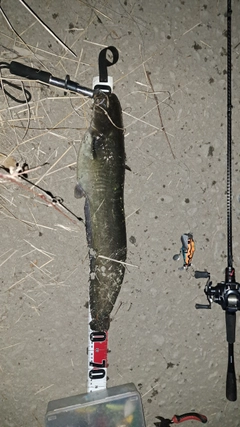 ニホンナマズの釣果