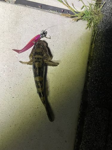 ハゼの釣果