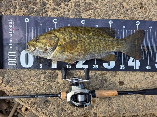 スモールマウスバスの釣果