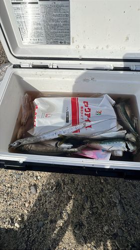 イワシの釣果