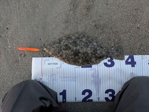 ソゲの釣果