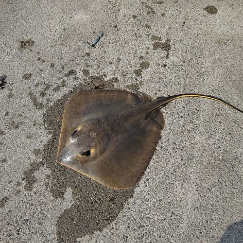 アカエイの釣果