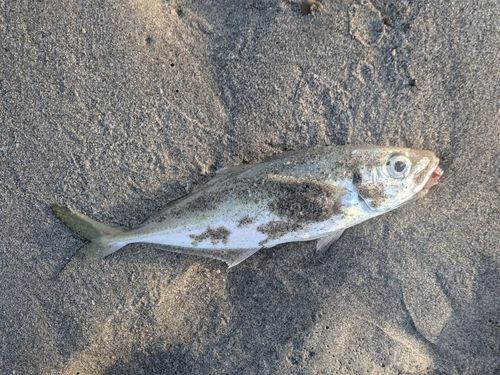 アオアジの釣果