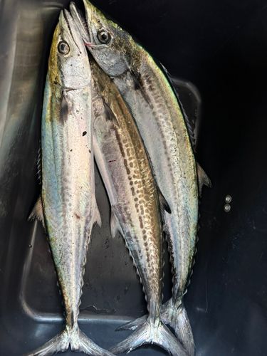 サゴシの釣果