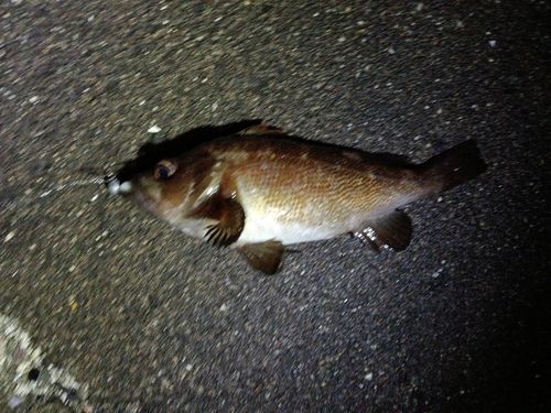 エゾメバルの釣果